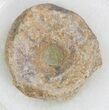 Archeria Vertebrae - Permian Eal-like Amphibian #33567-1